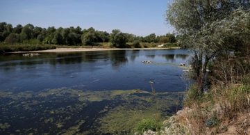 Pomor ribe u rijeci Savi